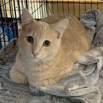 Thumbnail photo of Triscuit #3