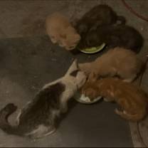 Thumbnail photo of Triscuit #4