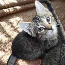 Thumbnail photo of Mr. Meowster #4