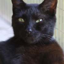 Thumbnail photo of Omega #3