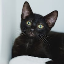 Thumbnail photo of Toast #2