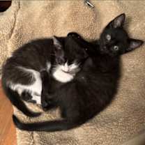 Thumbnail photo of Simon & Garfunkel #1