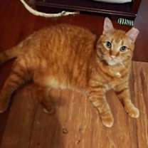 Thumbnail photo of Garfield #3