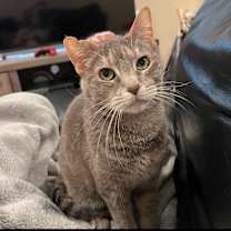 adopt-pet