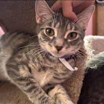 adopt-pet