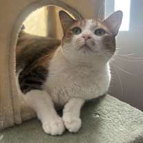 adopt-pet