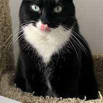 Thumbnail photo of Pugsley Addams #2