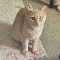 Thumbnail photo of Kramer #1