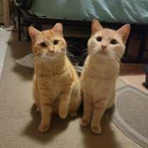 Thumbnail photo of Kramer #2