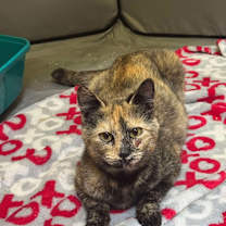 Thumbnail photo of Gemini (mom) #1