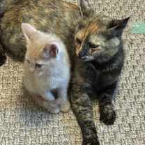 Thumbnail photo of Gemini (mom) #2