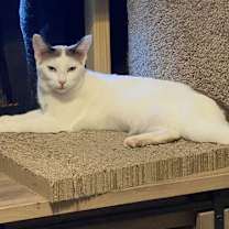 Thumbnail photo of Mocha #1