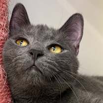 adopt-pet