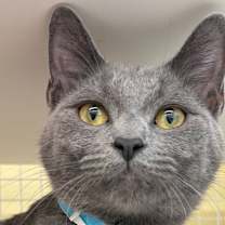 adopt-pet