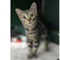 adopt-pet