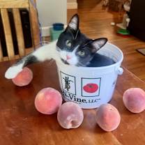 Thumbnail photo of Aspen #2