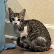 Thumbnail photo of Gale (bonded with Misty) #1