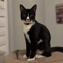 Thumbnail photo of Twilight #1