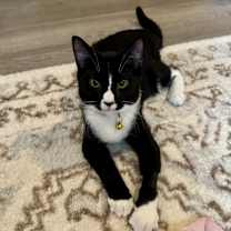 Thumbnail photo of Twilight #2