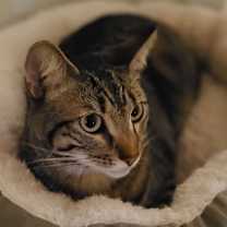 Thumbnail photo of Cocoa**Courtesy Post #1