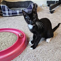 Thumbnail photo of Dopey #4