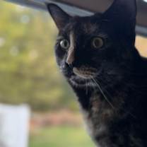 Thumbnail photo of Savanna #2