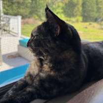 Thumbnail photo of Savanna #3