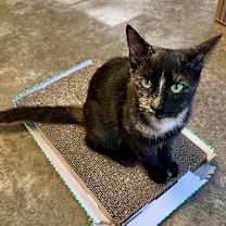 Thumbnail photo of Pawley #1