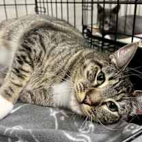 Thumbnail photo of Theodora #2