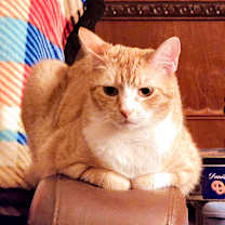 Thumbnail photo of Queen #2