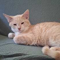 Thumbnail photo of Buttons #1