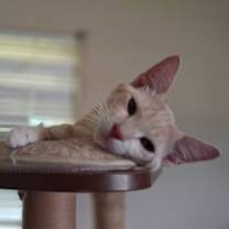 Thumbnail photo of Buttons #2