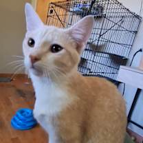 Thumbnail photo of Buttons #3