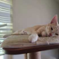 Thumbnail photo of Buttons #4