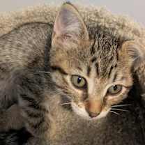 Thumbnail photo of Adrianna #3