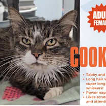 Thumbnail photo of Cookie #2