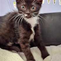 Thumbnail photo of Poppy #2