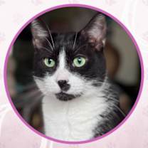 Thumbnail photo of Elvis #1