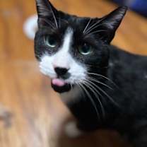 Thumbnail photo of Elvis #2