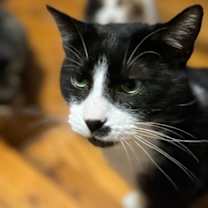 Thumbnail photo of Elvis #3