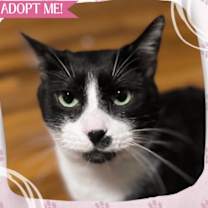 Thumbnail photo of Elvis #4