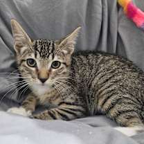 Thumbnail photo of Stagecoach #2