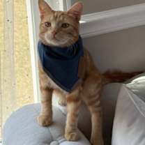 adopt-pet