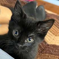 Thumbnail photo of Reggie #1