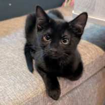 Thumbnail photo of Reggie #2