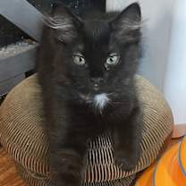 Thumbnail photo of Terra #1