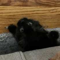 Thumbnail photo of Terra #2
