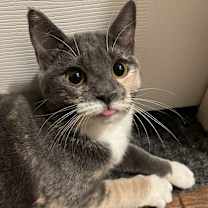 Thumbnail photo of Princess Peach #1