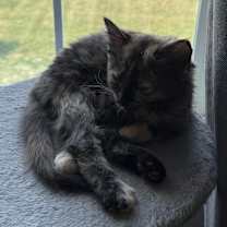 adopt-pet