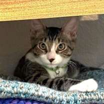 Thumbnail photo of Onyx ⭐️PROMOTION⭐️ #4